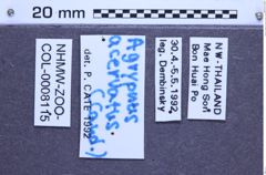 Etiketten zu Agrypnus acervatus (Candèze, 1888) (NHMW-ZOO-COL-0008115)
